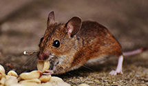 24 Hour & Emergency Exterminators in Fort Dearborn, IL